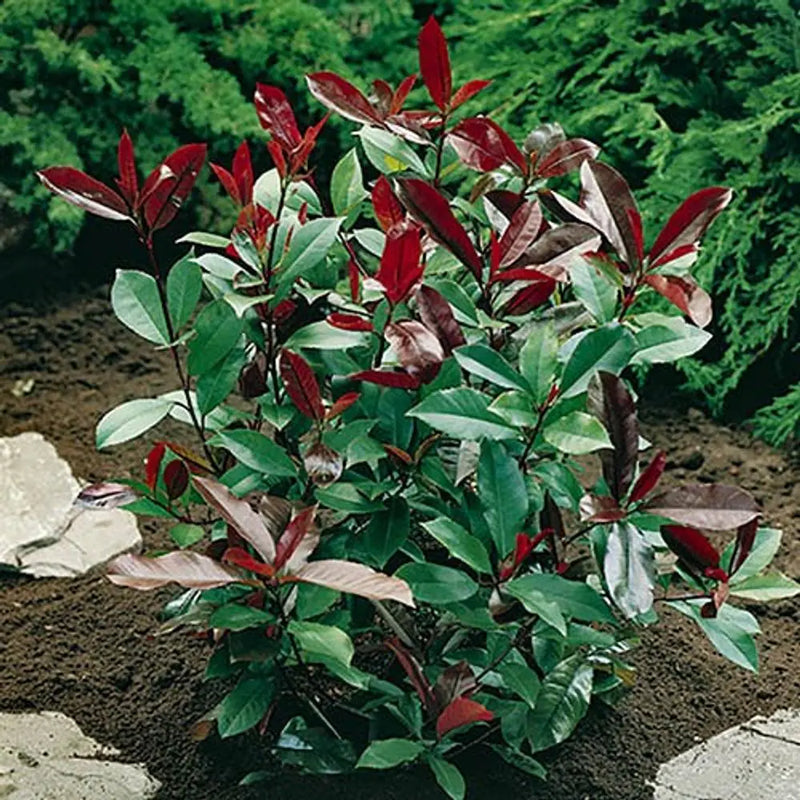 Photinia 'Red Robin' 9cm Pot You Garden