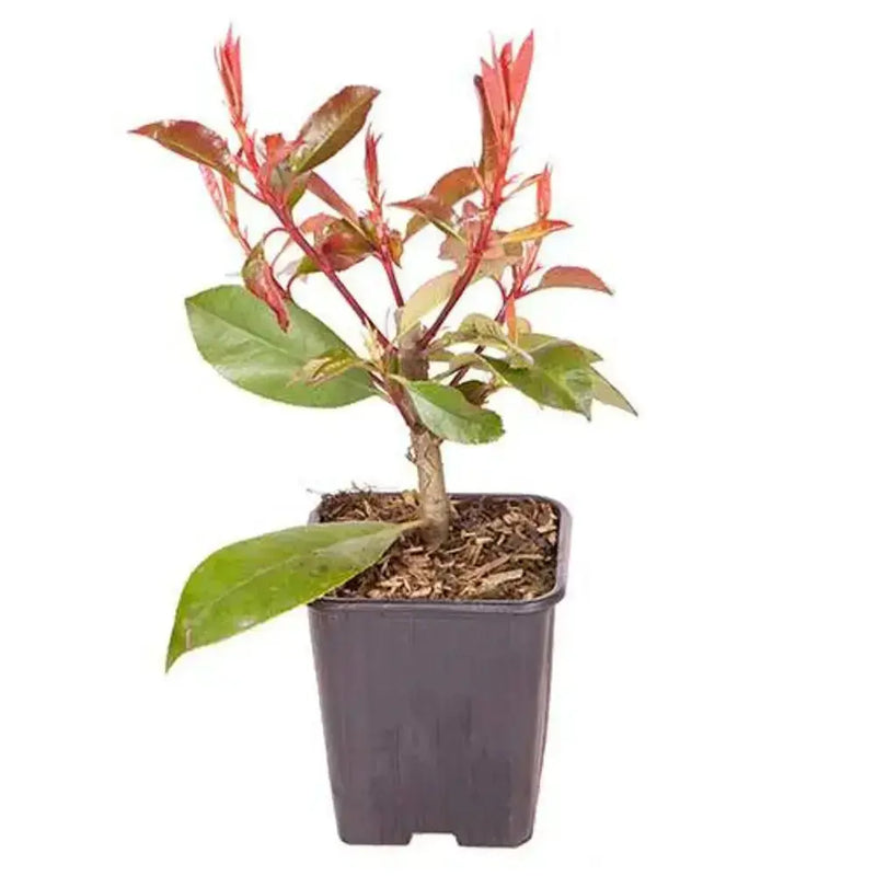 Photinia 'Red Robin' 9cm Pot You Garden