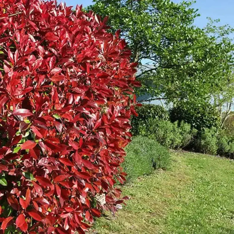 Photinia 'Red Robin' 9cm Pot You Garden