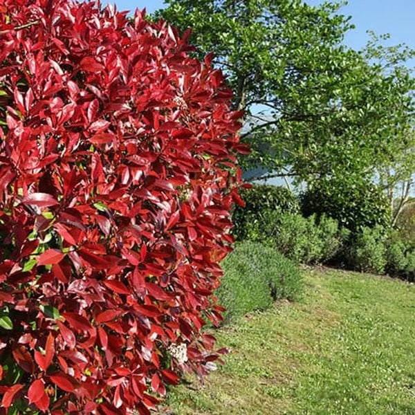 Photinia 'Red Robin' Hedging Pack x10 in 9cm Pots You Garden