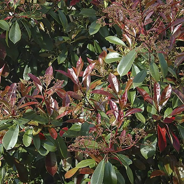 Photinia 'Red Robin' Hedging Pack x10 in 9cm Pots You Garden
