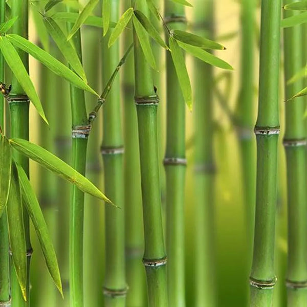 Phyllostachys Bissettii (Green Bamboo) in 5L Pot You Garden