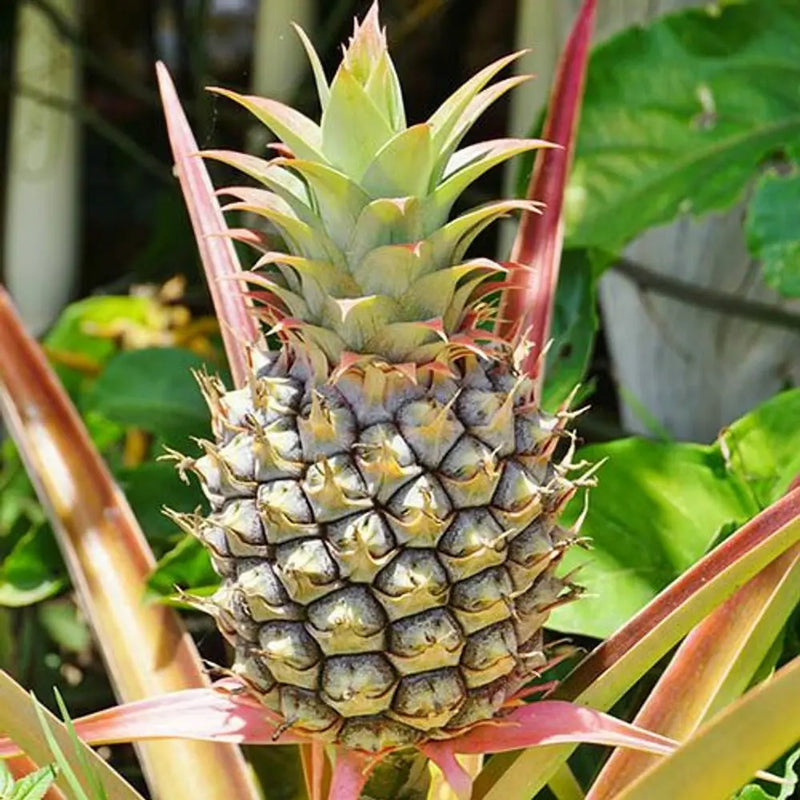 Pineapple Plant - 14cm Pot You Garden