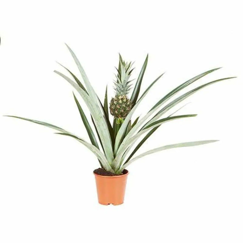Pineapple Plant - 14cm Pot You Garden