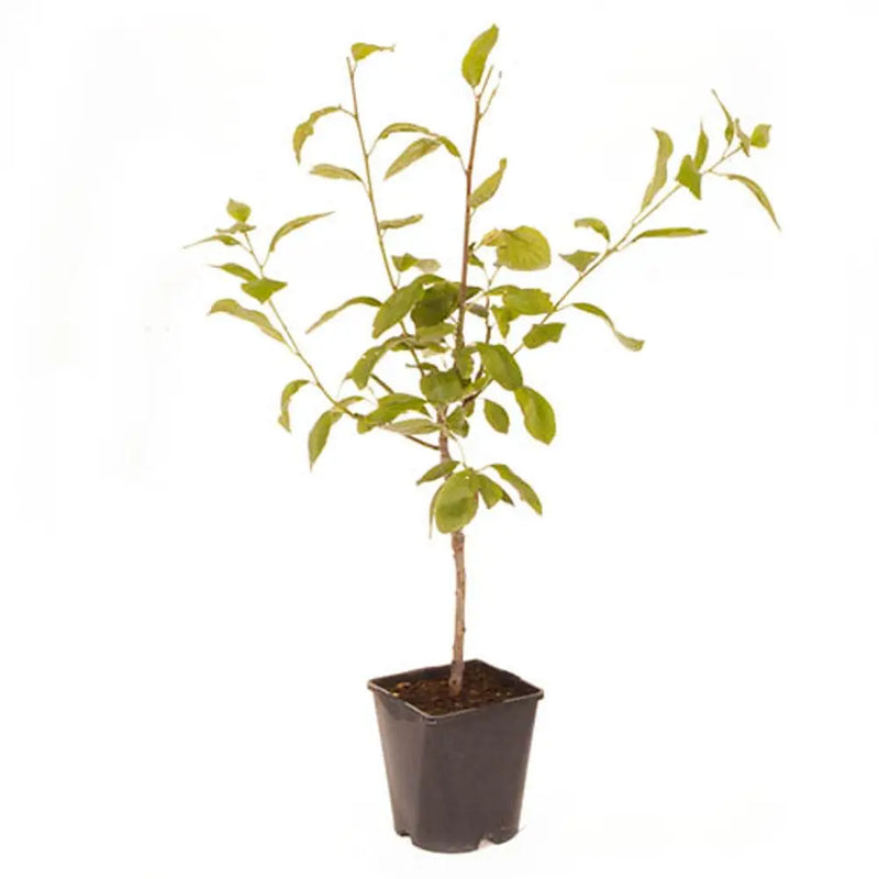 Plum 'Little Vic' Patio Tree in 4.5L Pot You Garden