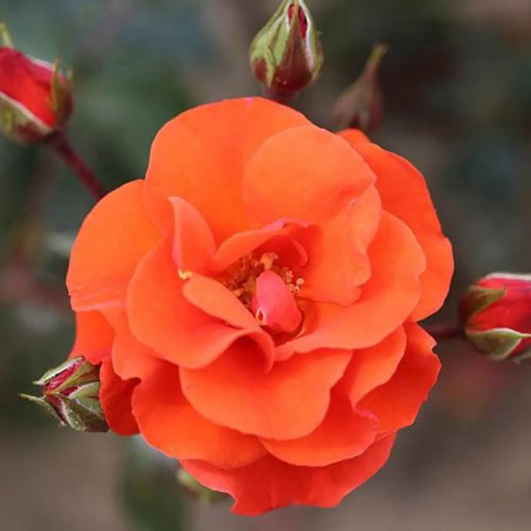 Rose 'Precious Love' 3L Pot You Garden