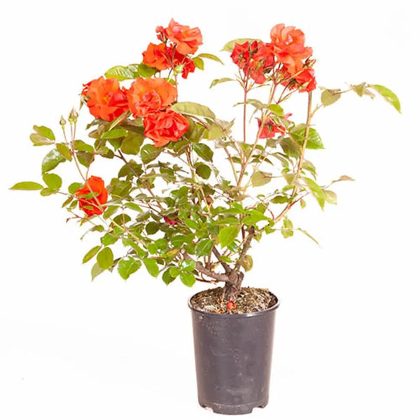Rose 'Precious Love' 3L Pot You Garden