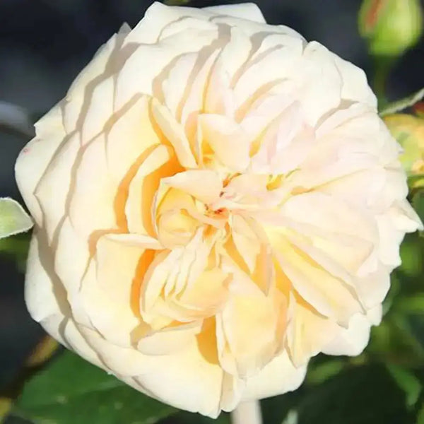Rose 'Timeless Cream' 3L Pot You Garden