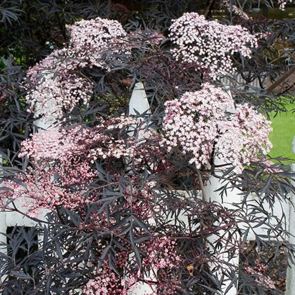 Sambucus Nigra 'Black Lace' 2L Pot You Garden