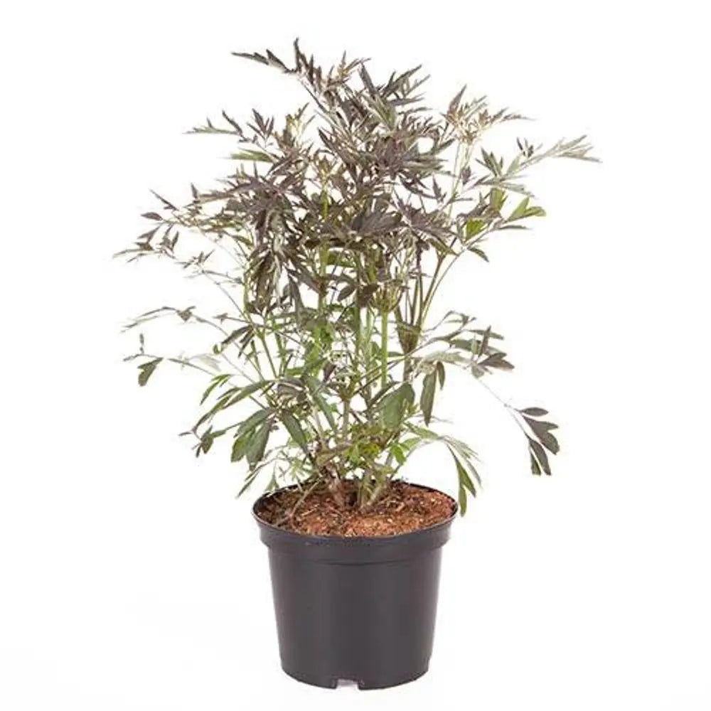 Sambucus Nigra 'Black Lace' 2L Pot You Garden