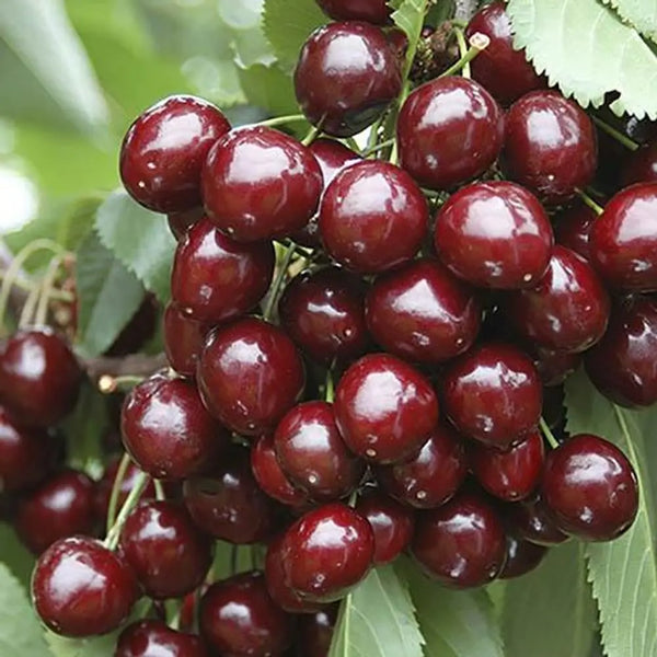 Sweet Cherry 'Stella' Bare Root Tree You Garden