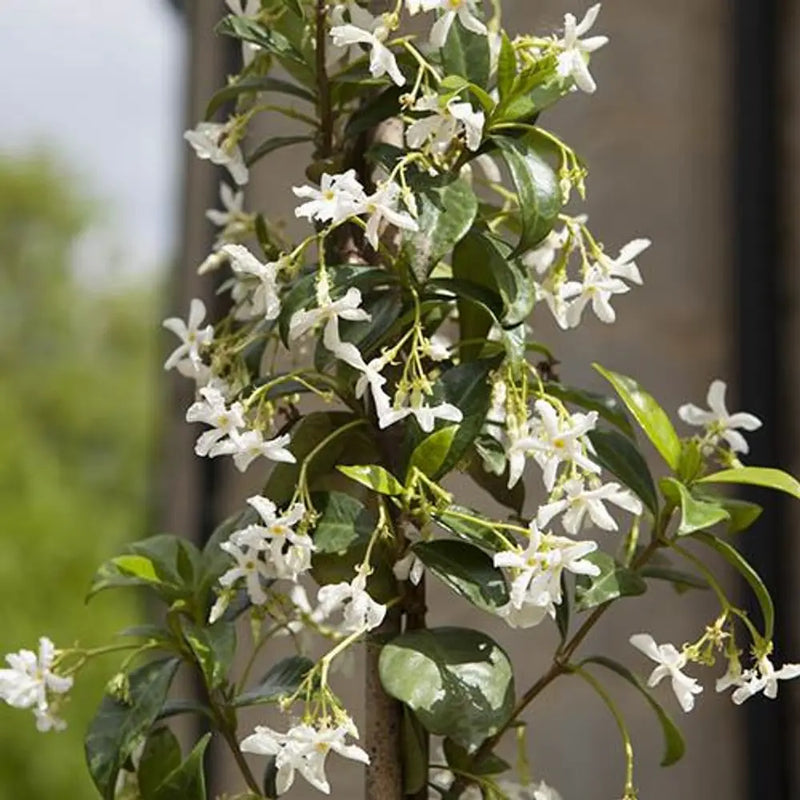 Trachelospermum Jasminoides 'Star Jasmine' 80cm-100cm Tall You Garden