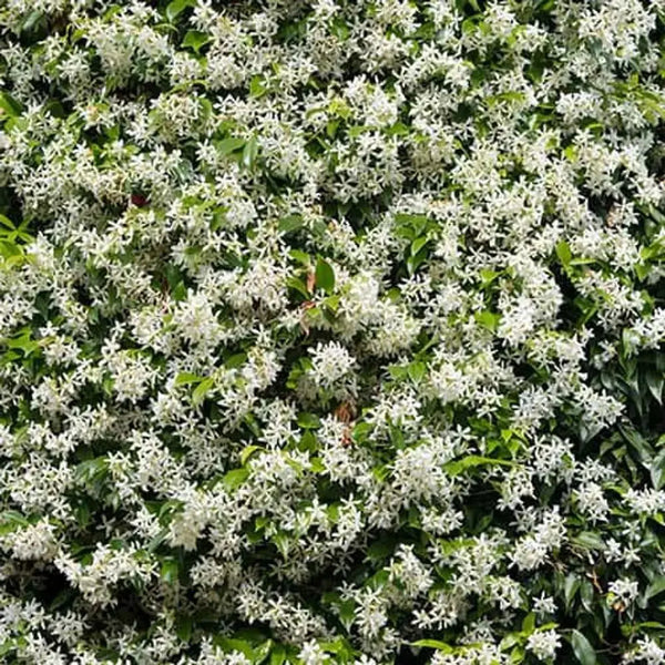 Trachelospermum Jasminoides 'Star Jasmine' 80cm-100cm Tall You Garden