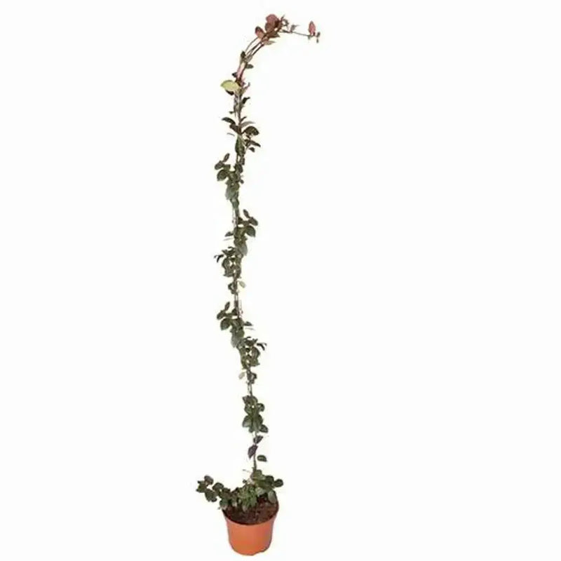 Trachelospermum Jasminoides 'Star Jasmine' 80cm-100cm Tall You Garden