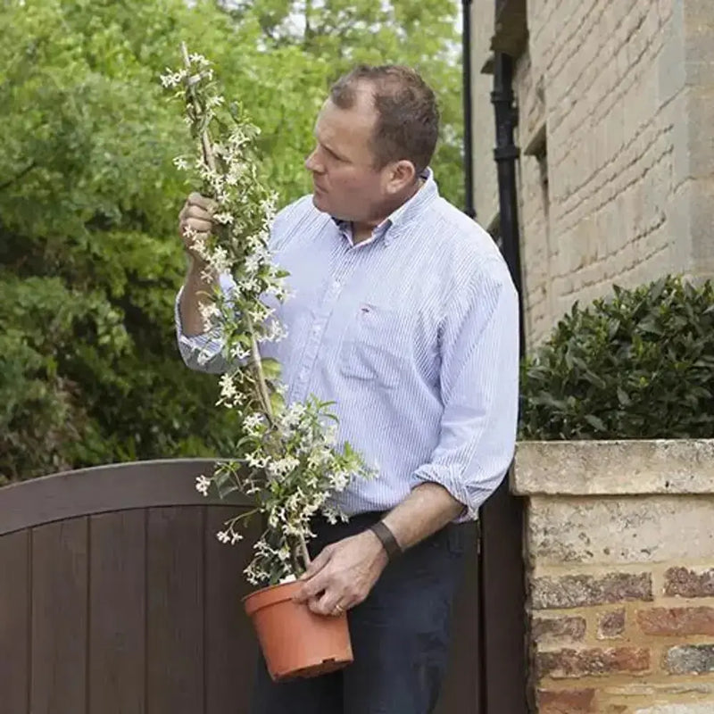 Trachelospermum Jasminoides 'Star Jasmine' 80cm-100cm Tall You Garden