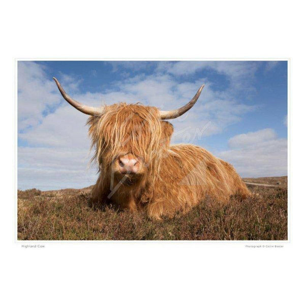 Highland Cow Print - Spirit Journeys