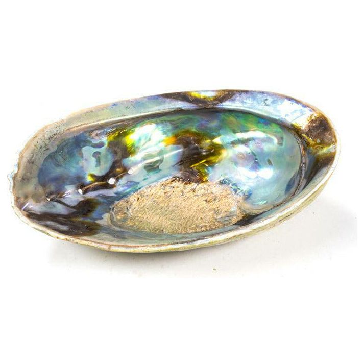 Rainbow Abalone (Paua) Haliotis Iris - Spirit Journeys